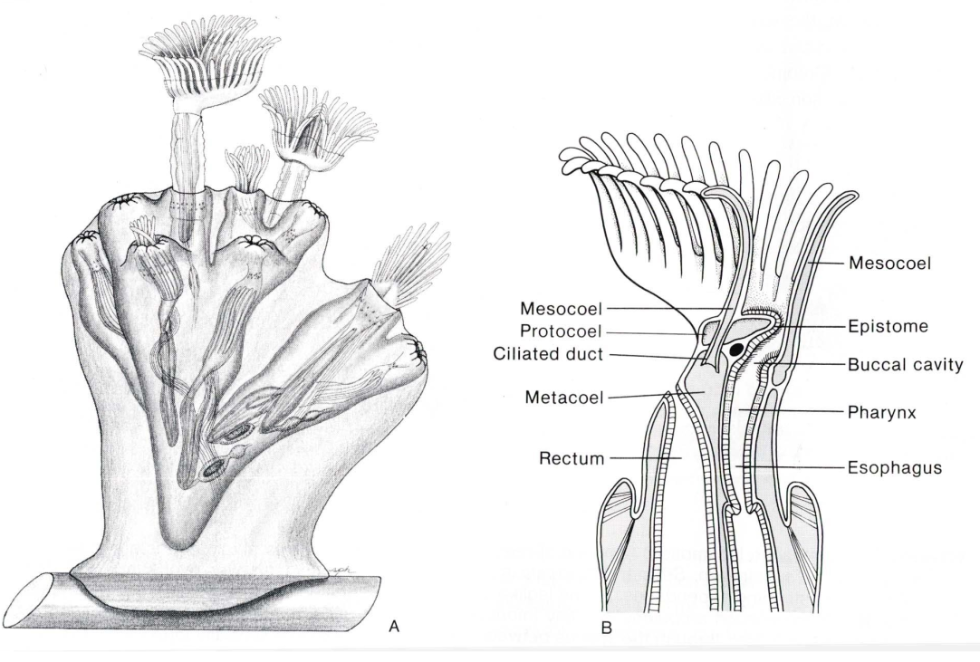 Introdução aos Bryozoa (Lophophorata)