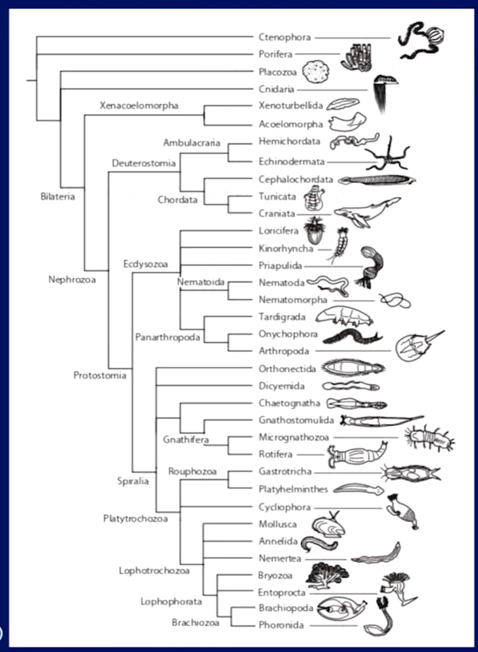 Introdução aos Bryozoa (Lophophorata)